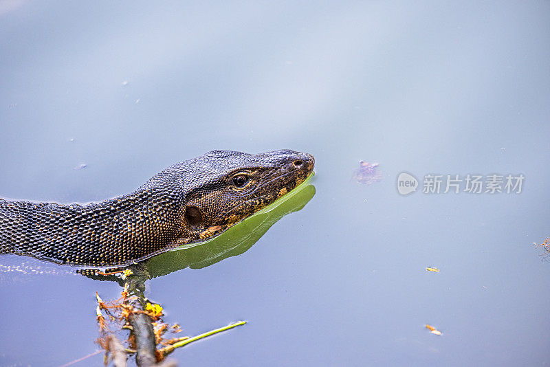 游泳的亚洲水监测器，Varanus salvator，在曼谷的一个公园里